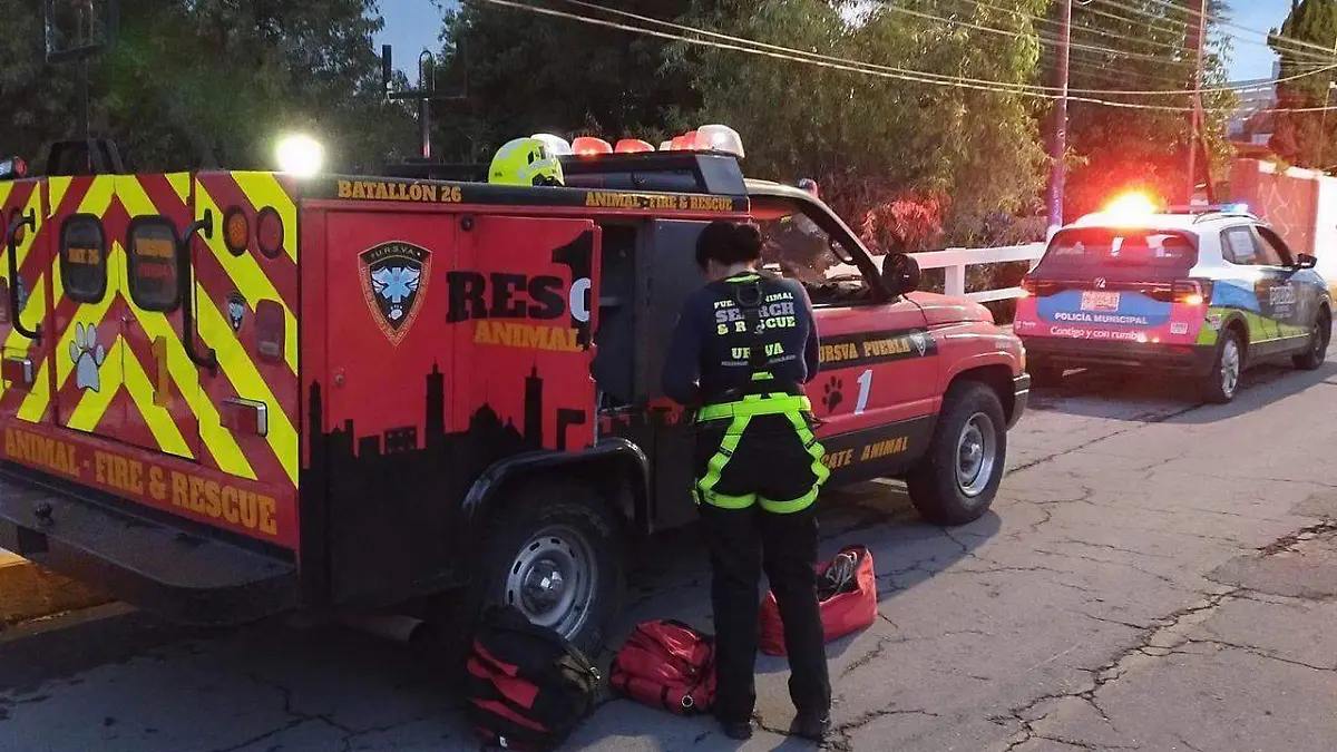 Tras seis horas de trabajo, rescatan de morir ahogado a lomito en el Río Atoyac